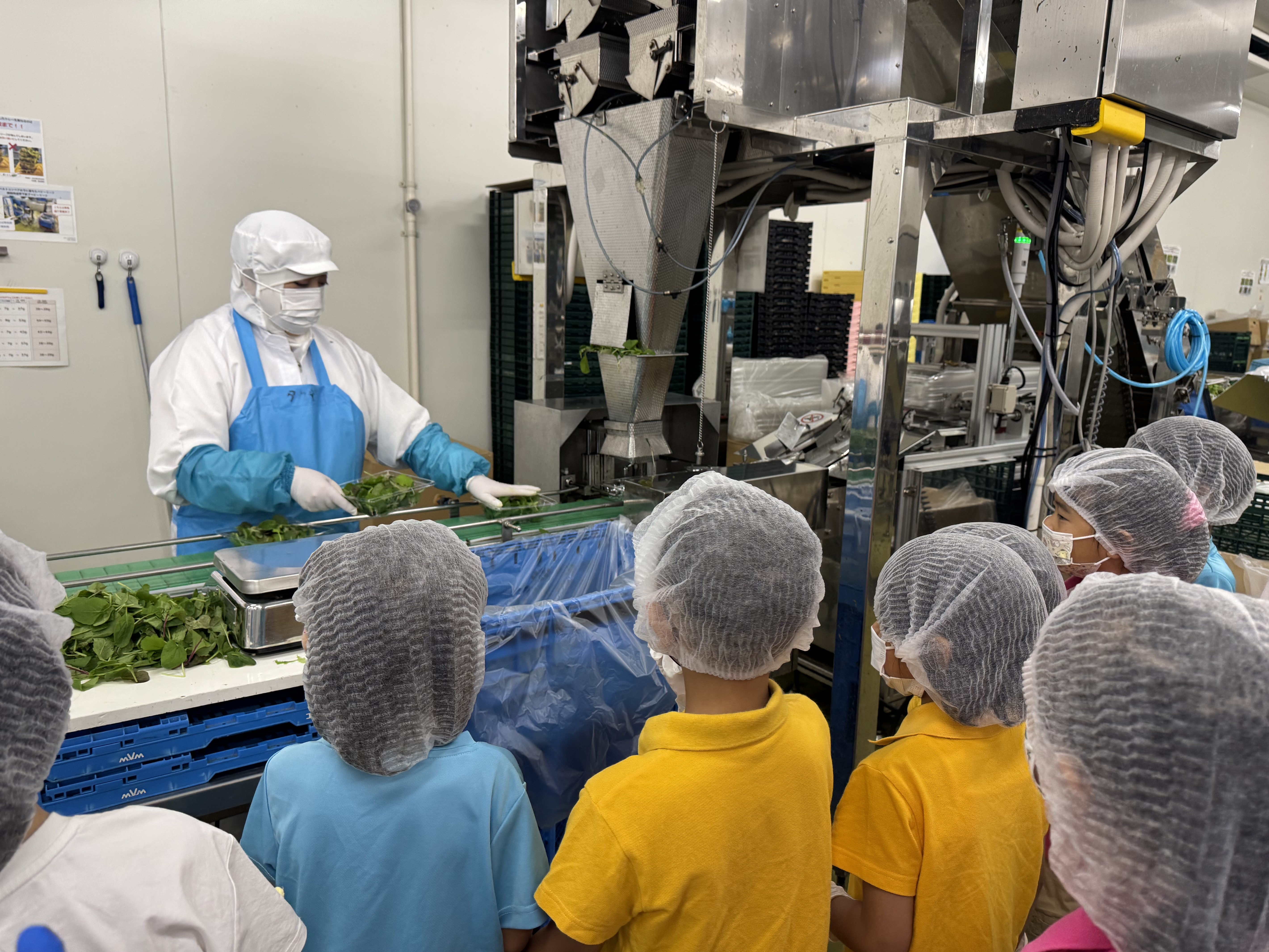 小学生がベビーリーフのパッキングセンターを工場見学しました
